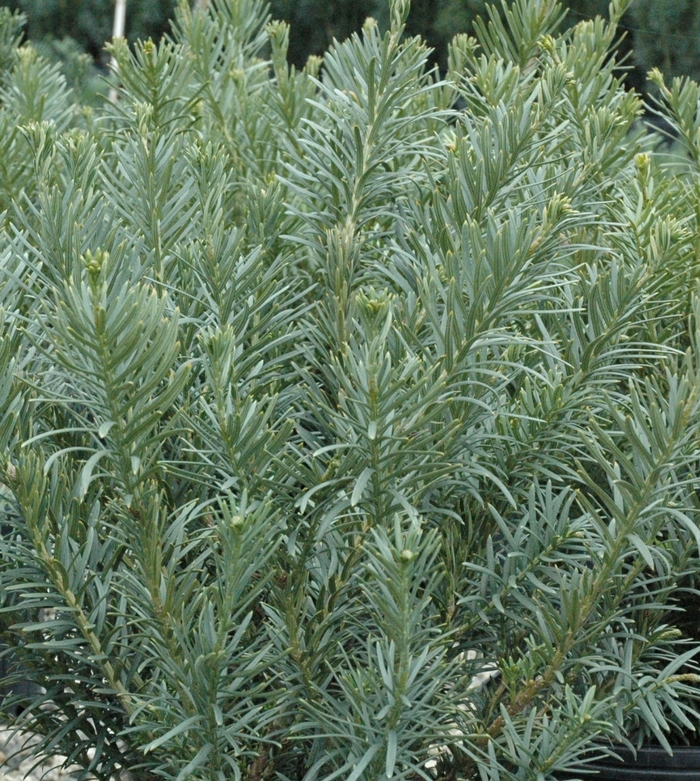 Japanese Plum Yew - Cephalotaxus harringtonia 'Fastigiata'