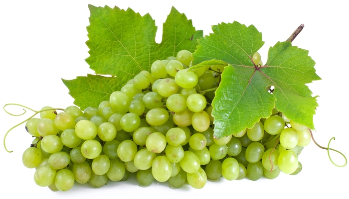 Grape - Vitis labrusca 'Niagra'