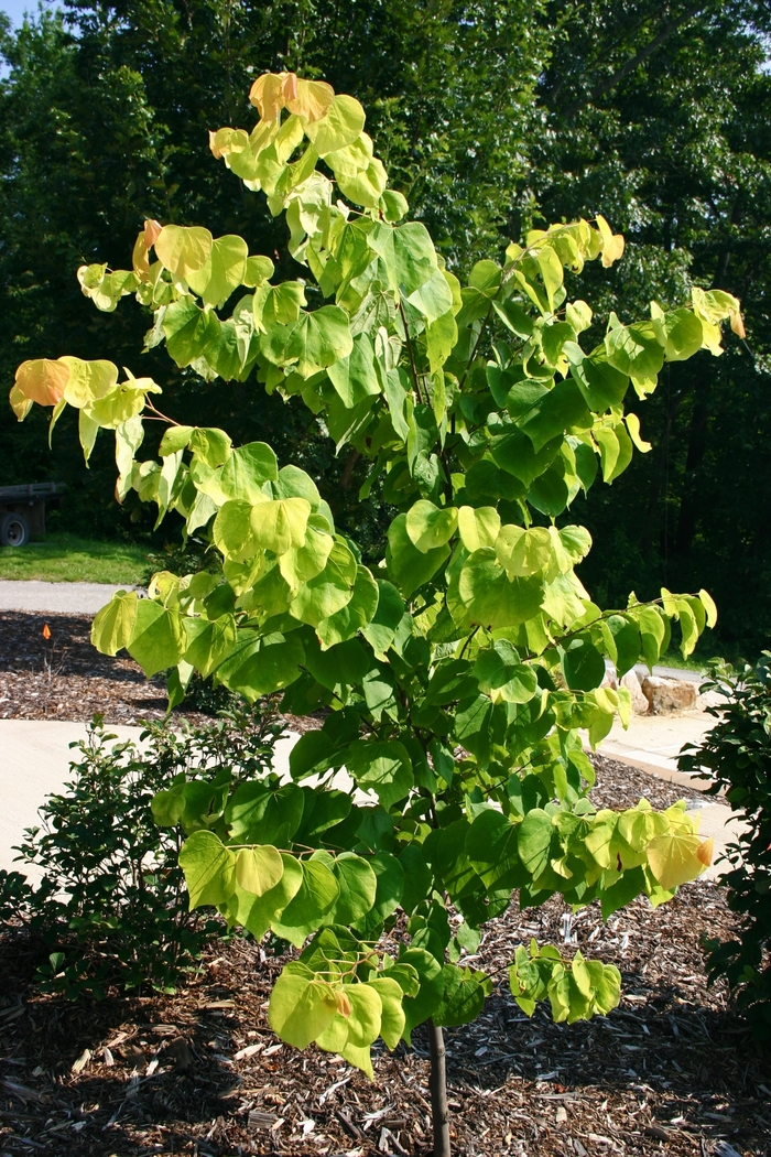 Hearts of Gold Redbud - Cercis canadensis 'Hearts of Gold'