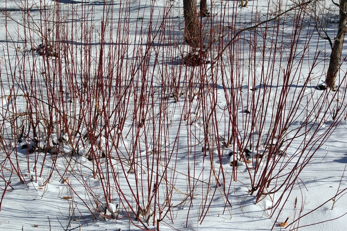 Red Osier Dogwood - Cornus sericea