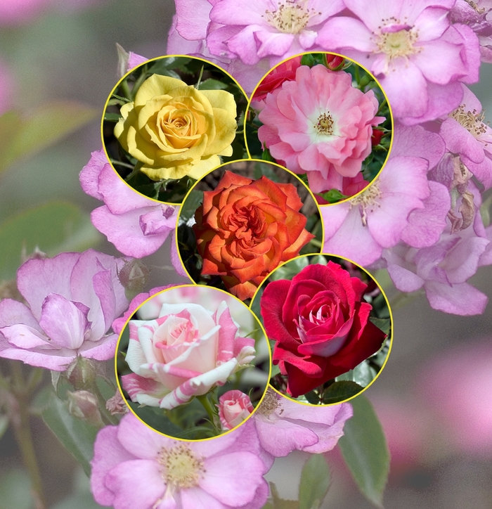 Multiple Varieties - Rose