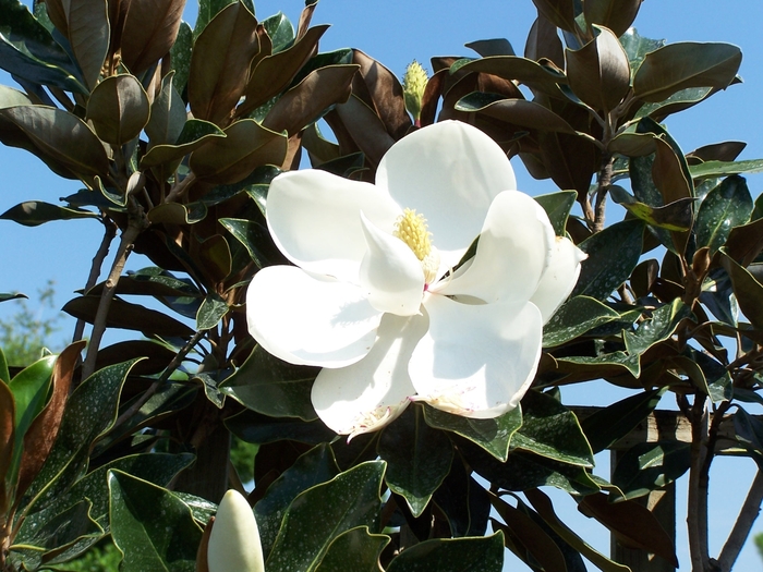 Little Gem Southern Magnolia - Magnolia grandiflora 'Little Gem'