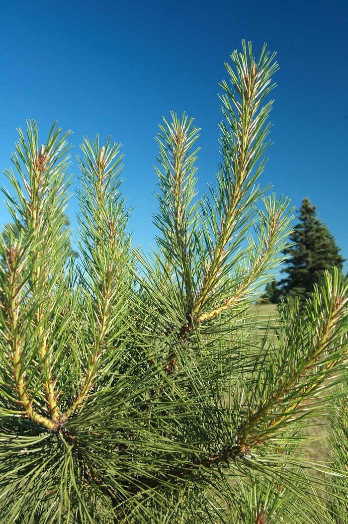 Loblolly Pine - Pinus taeda