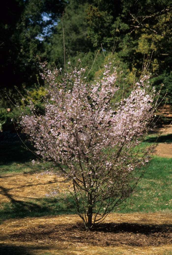 Weeping Cherry 'Autumnalis' - Prunus subhirtella var. autumnalis
