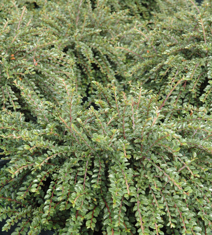 Creeping Cotoneaster - Cotoneaster adpressus 'Little Gem'