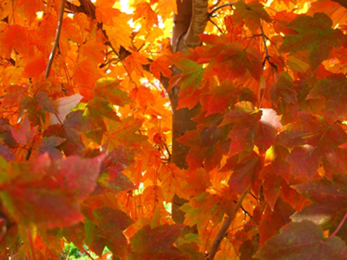 October Glory Red Maple - Acer rubrum ''October Glory'' (Red Maple)
