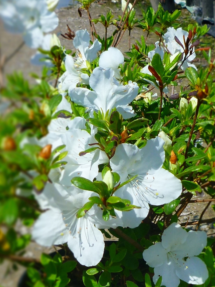 Girard's Pleasant White Azalea - Rhododendron Girard hybrid 'Girard's Pleasant White' (Azalea)