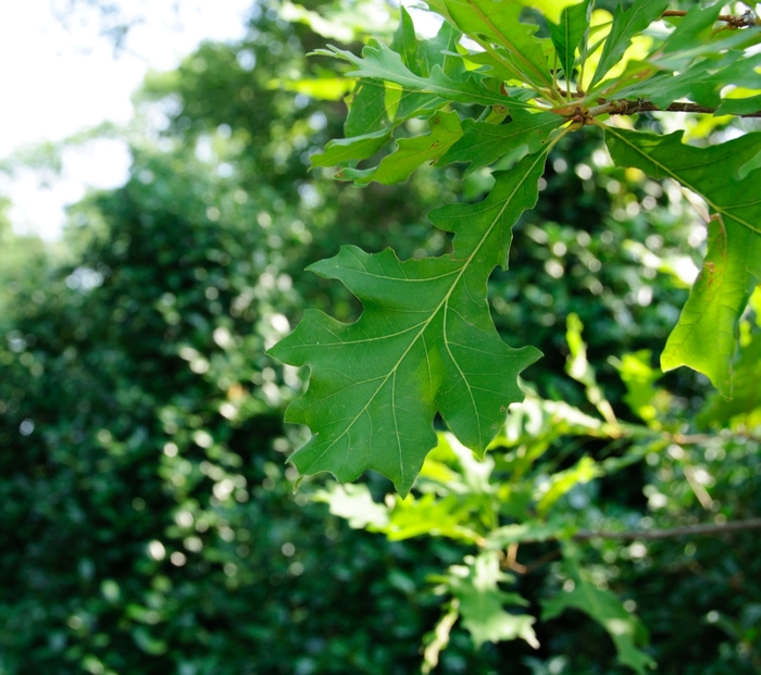 Overcup Oak - Quercus lyrata 