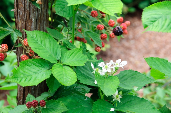Blackberry - Chester - Rubus fruticosa 'Chester'