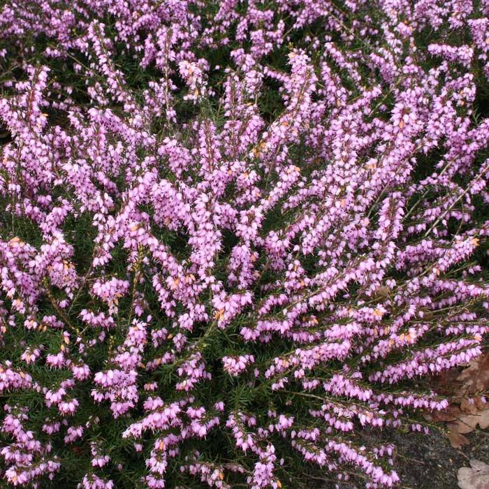 Mediterranean Pink Winter Heath - Erica x darleyensis 'Mediterranean Pink'