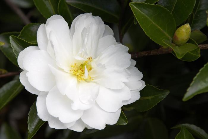 Bonanza Camellia - Camellia sasanqua 'Bonanza'