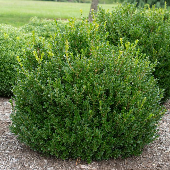 ''Little Missy'' Boxwood - Buxus microphylla PP24703