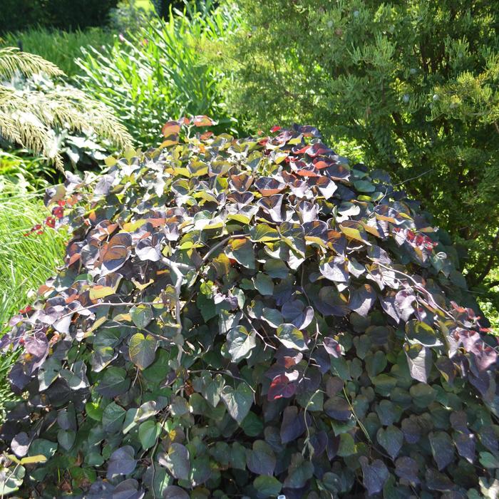  'Ruby Falls' - Cercis canadensis