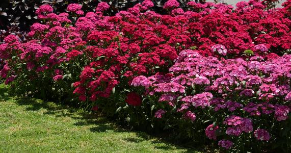 Quick Tips on Using Color in the Garden