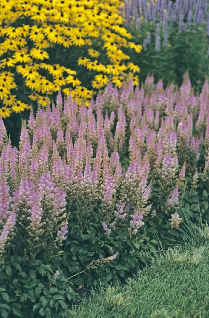 'Pumila' Astilbe-Chinese Dwarf - Astilbe chinensis