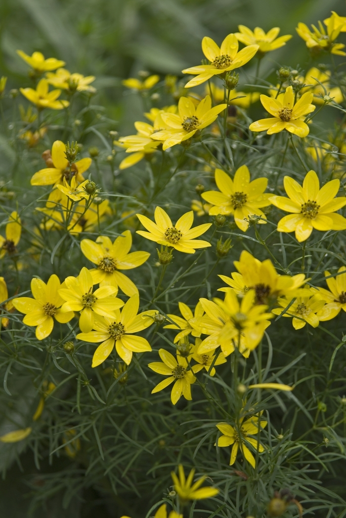 'Zagreb' Tickseed - Coreopsis verticillata