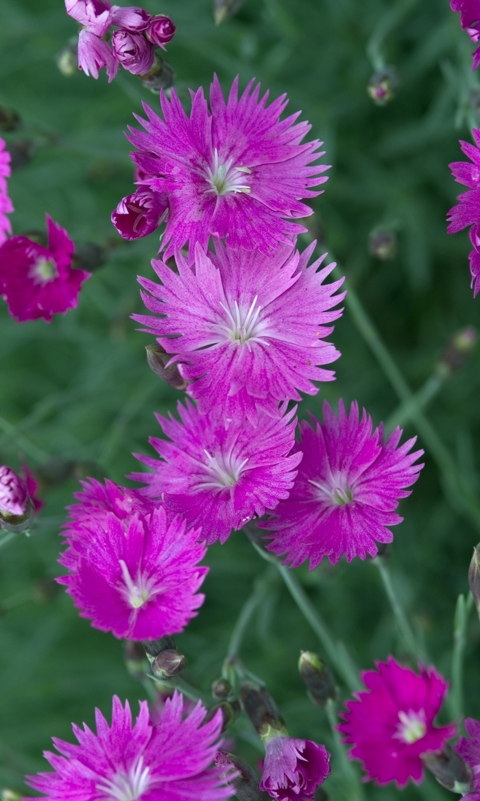 Dianthus Everbloom Watermelon Ice - Dianthus