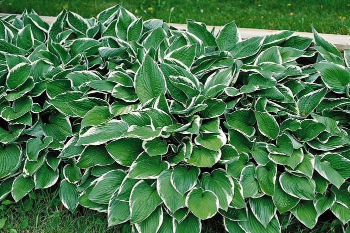 'Francee' Hosta, Plantain Lily - Hosta 