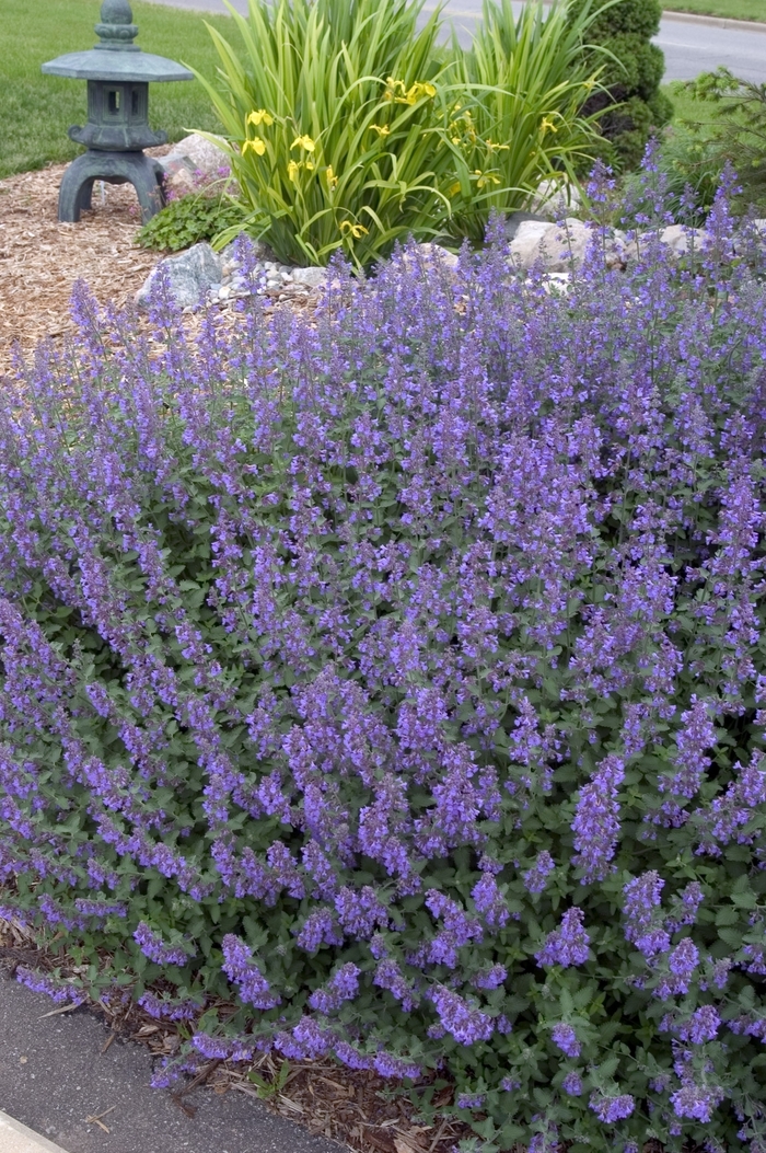 'Walker's Low' Catmint - Nepeta racemosa