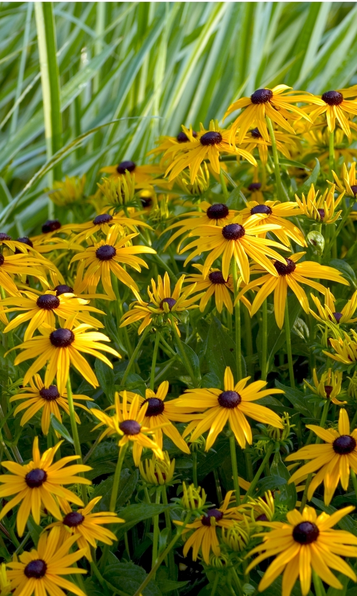 'Goldsturm' Black Eyed Susan - Rudbeckia fulgida