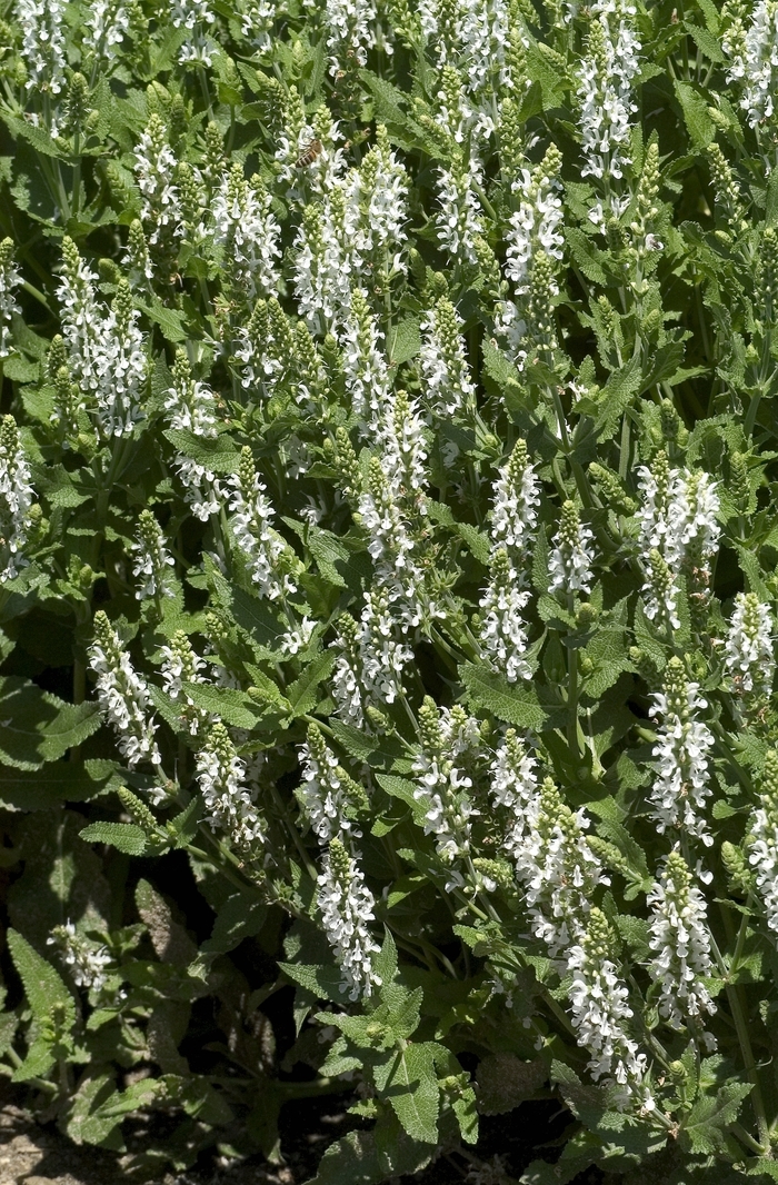 'Snow Hill (Schneehugel)' Sage - Salvia x sylvestris