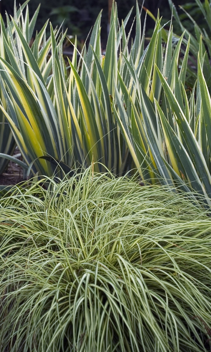 'Evergold' Sedge - Carex oshimensis