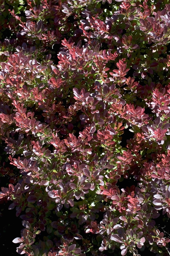 Japanese Barberry - Berberis thunbergii 'Crimson Pygmy'