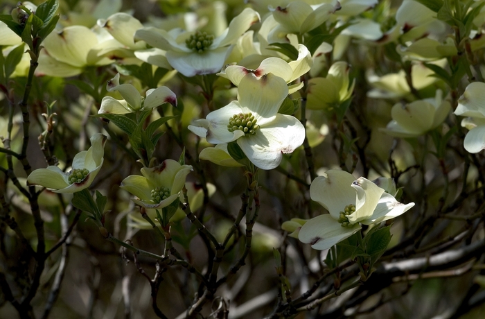 Cornus | Flowering Dogwood | Pots and Plants on the Pike