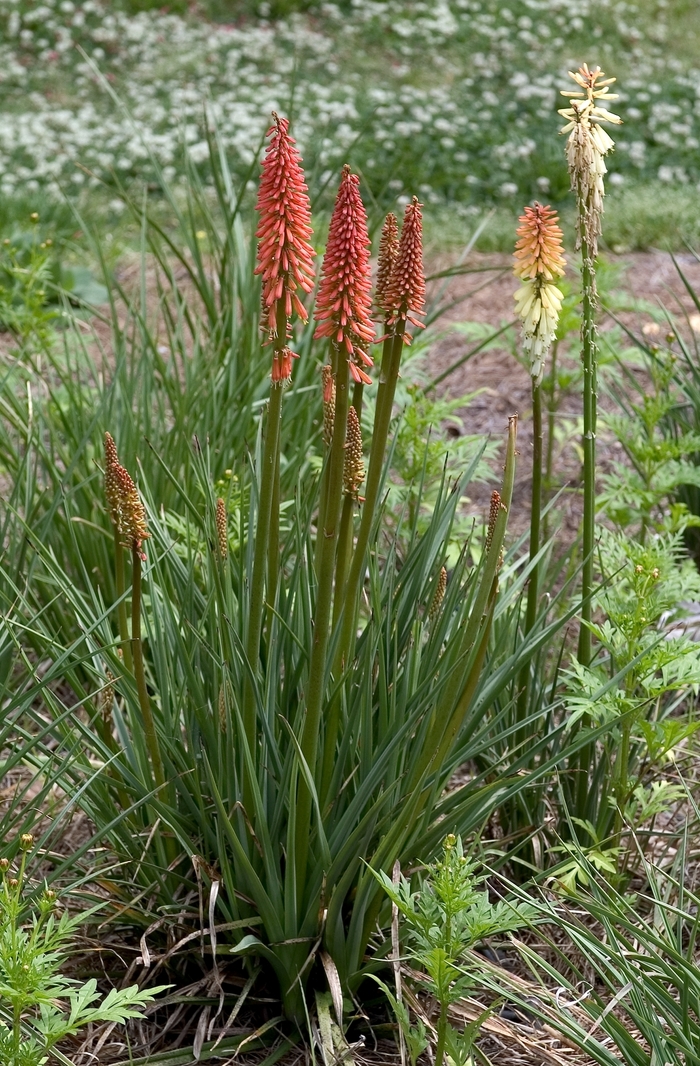 'Flamenco Mix' Red Hot Poker - Kniphofia uvaria