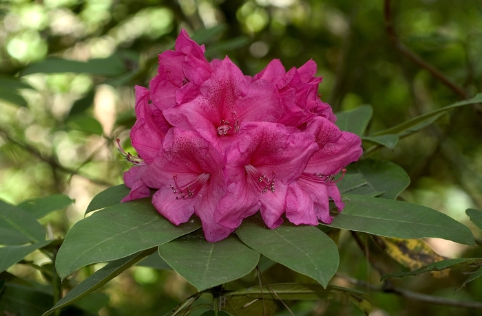 'Anna Rose Whitney' - Rhododendron 