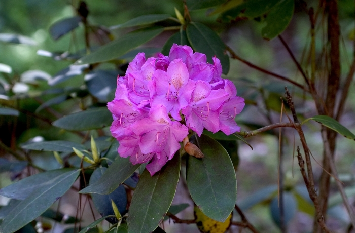 'Roseum Elegans' - Rhododendron 