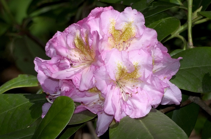 'Scintillation' - Rhododendron Dexter hybrid