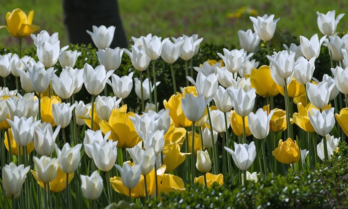 'Multiple Varieties' Tulips - Tulipa 