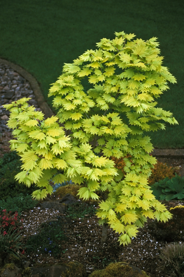 Acer shirasawanum 'Aureum' | Full Moon Japanese Maple | Pots and Plants ...