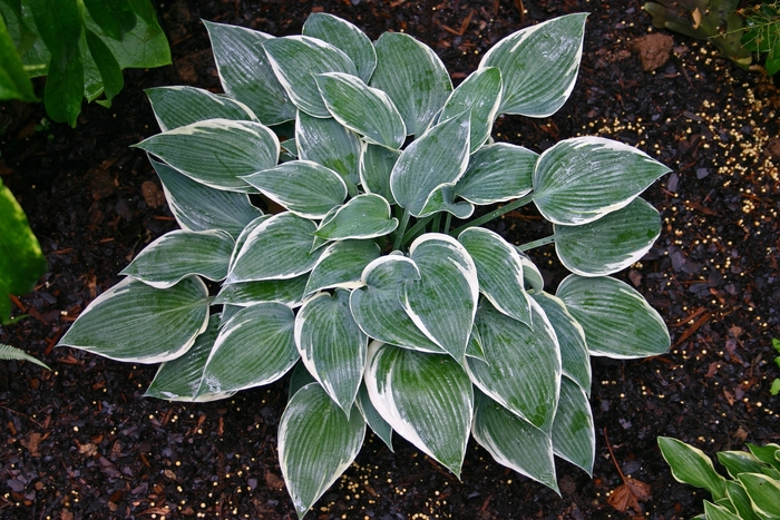 'El Nino' Hosta, Plantain Lily - Hosta 