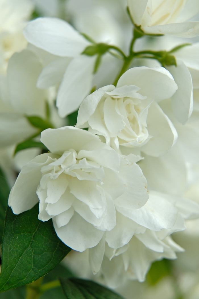 'Snowbelle' Mock Orange - Philadelphus 