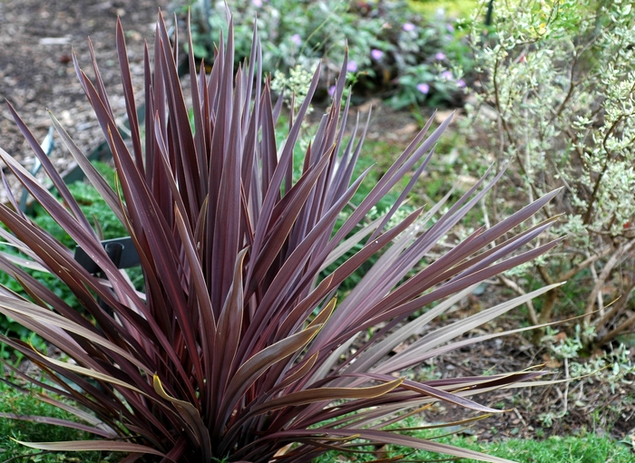 'Red Sensation' False Dracaena - Cordyline australis