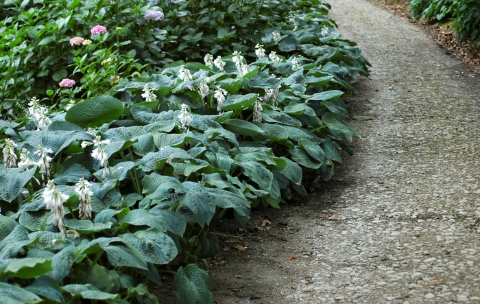 'Elegans' Hosta, Plantain Lily - Hosta sieboldiana