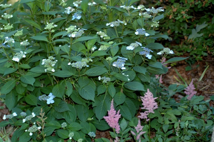 'Bluebird' - Hydrangea serrata