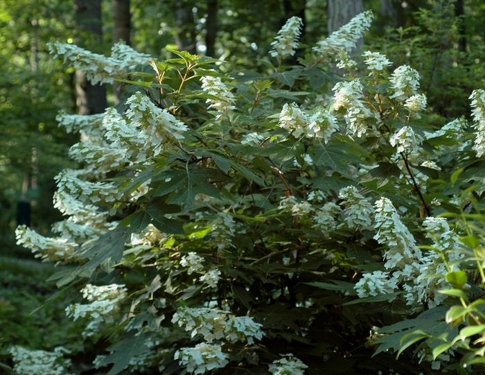 'Alice' Oakleaf Hydrangea - Hydrangea quercifolia