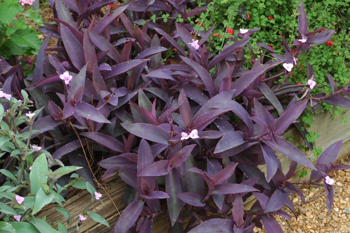 'Purple' Purple Heart - Setcreasea pallida