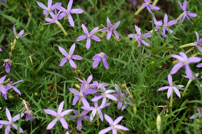 'Blue Stars' Star Flower - Isotoma axillaris