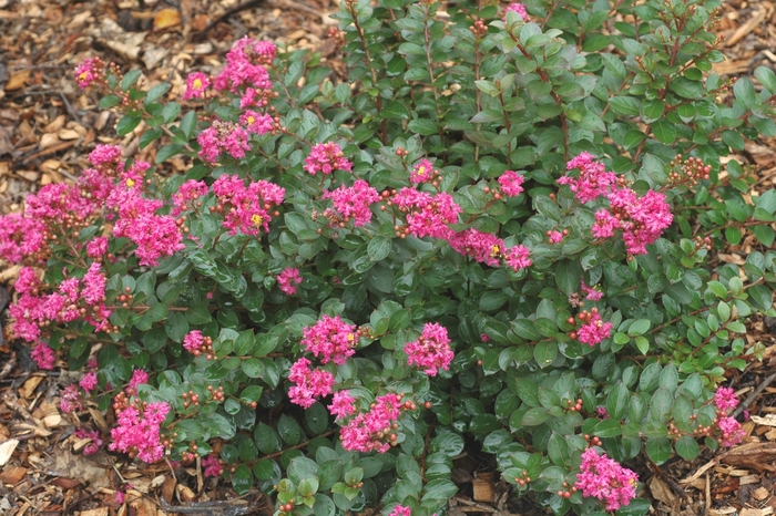 'Pocomoke' Crape Myrtle - Lagerstroemia indica