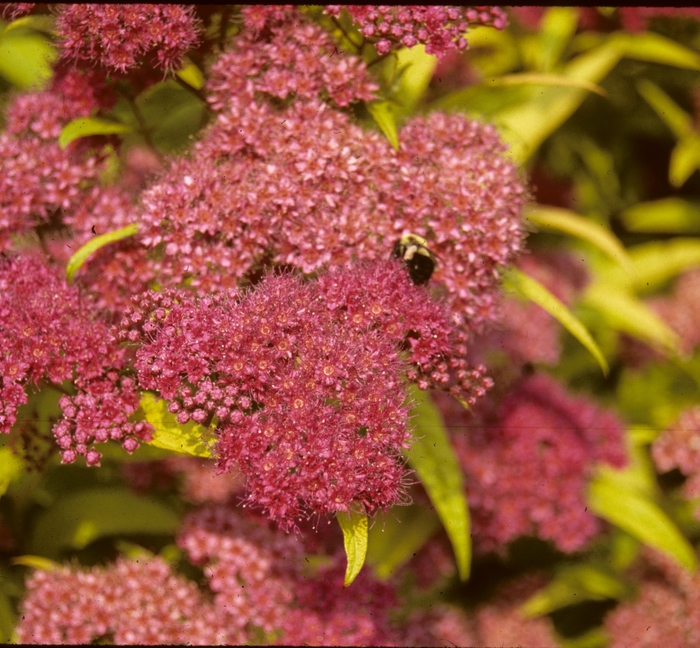 ''Goldflame'' Spirea - Spiraea x bumalda