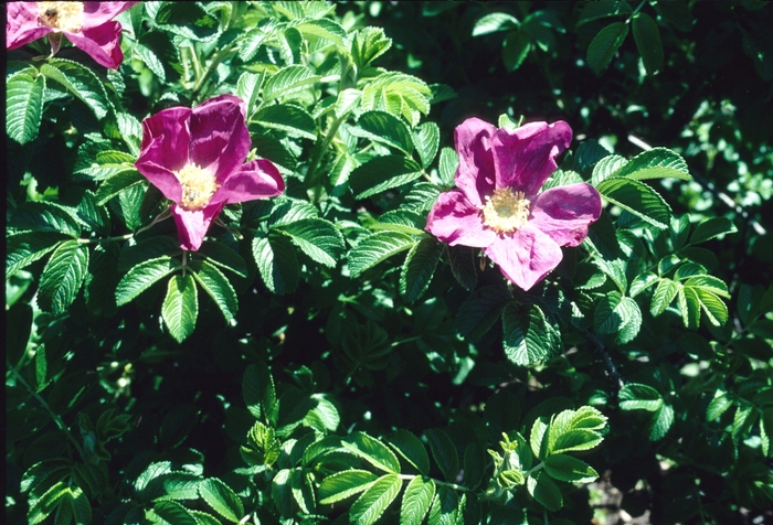 Shrub Rose - Rosa rugosa