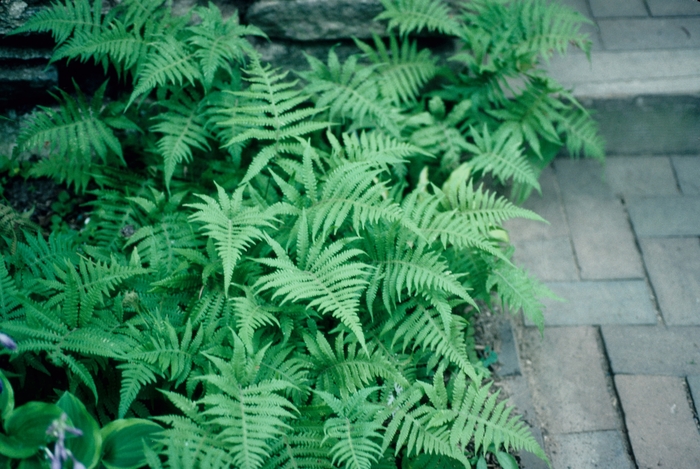 Broad Beech Fern - Phegopteris hexagonoptera