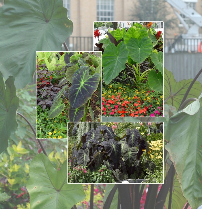 Assorted Elephant's Ear - Colocasia 