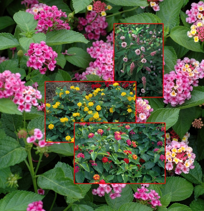 Assorted Lantana - Lantana COPY