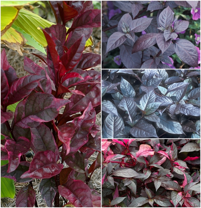 Assorted - Alternanthera 