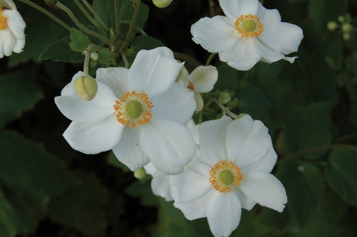 'Honorine Jobert' Japanese Anemone - Anemone 